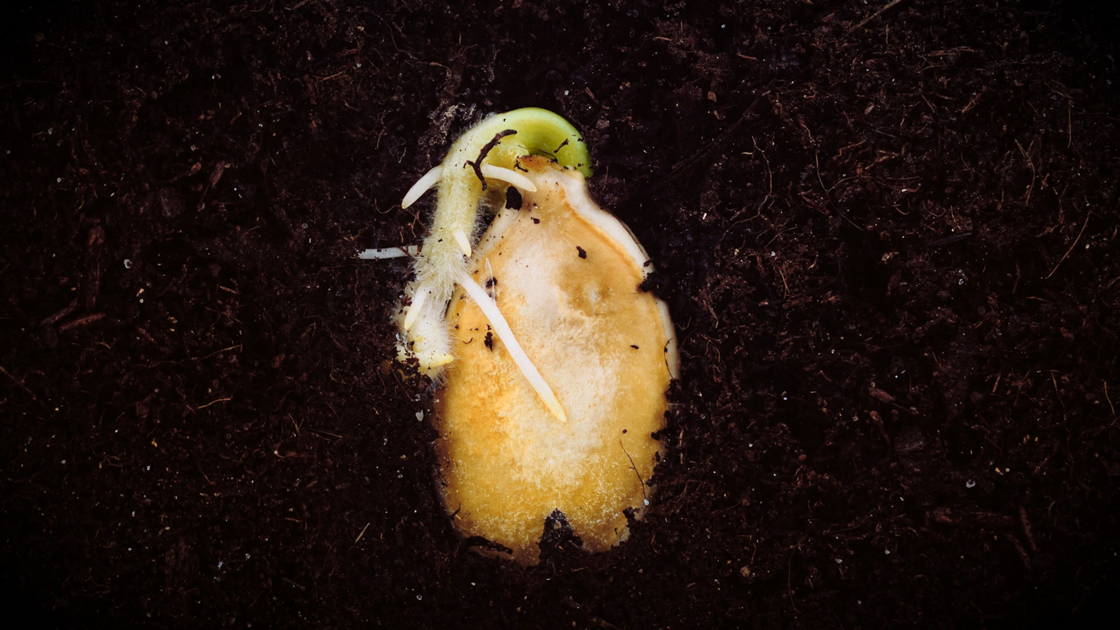 pepsico doc style final.mp4